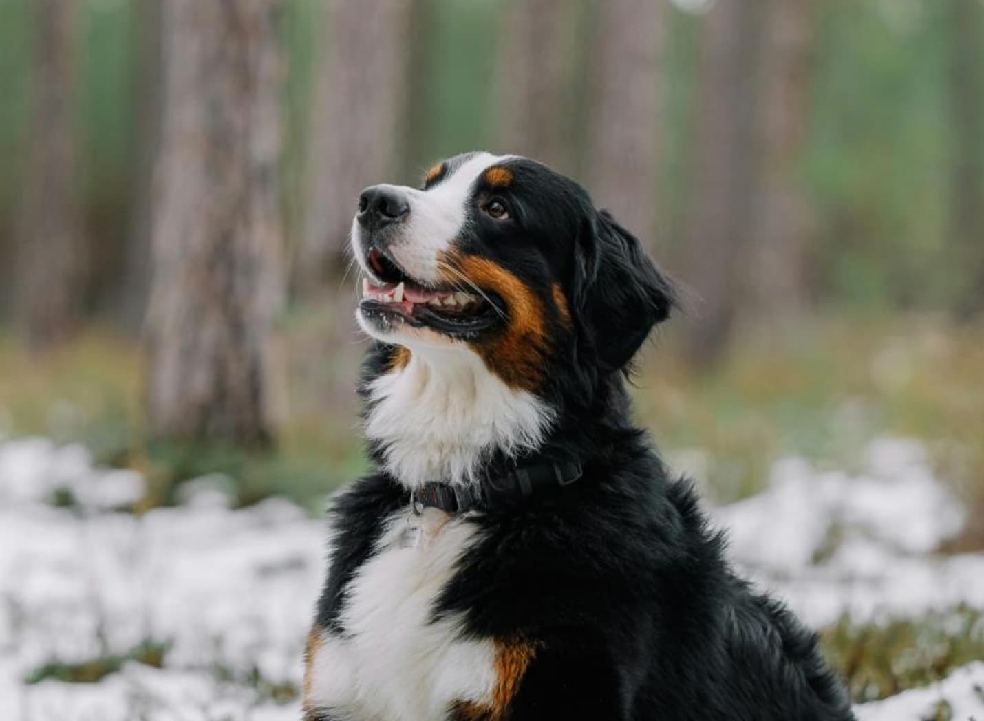 Debunking Common Myths: The Truth About Your Pet’s Dental Health